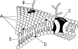 ch_7_study_question_files/i0240000.jpg