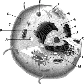 ch_7_study_question_files/i0290000.jpg