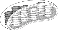 ch_7_study_question_files/i0360000.jpg