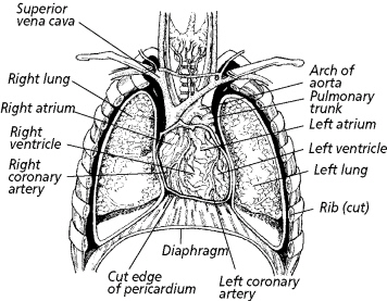 chapter_8_study_que_files/i0250000.jpg
