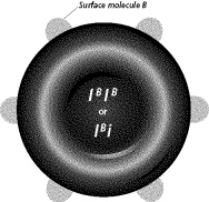 mendelian_genetics__files/i0220000.jpg